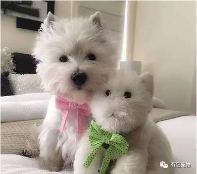 萌白萌在线无码